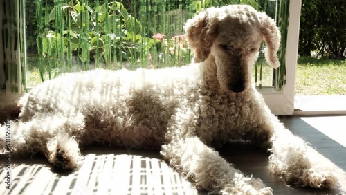 A large breed of dog with curly hair lies near the window on a sunny day. The big royal poodle is resting. Dog home life. photo