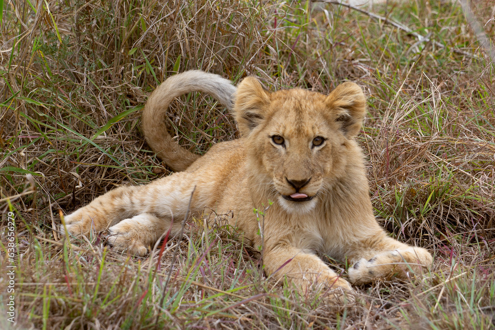 Obraz premium Baby Lion Bashful