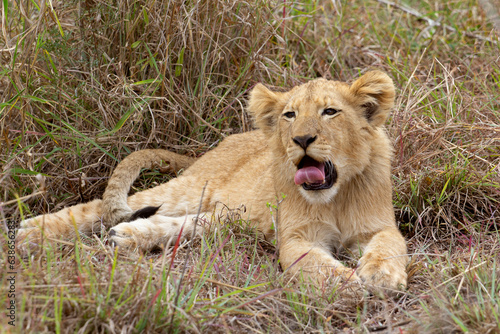 Baby Lion Tongue
