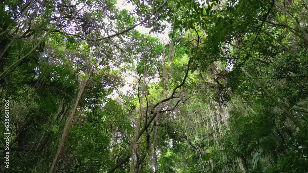 view passing through a tropical forest, with rocks and waterfall, into the woods view passing through a tropical forest, with rocks and waterfall, into the woods