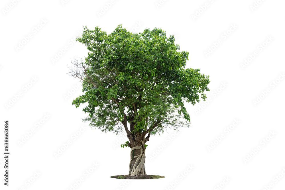 Trees isolated on white background, tropical trees isolated used for design, advertising and architecture Trees isolated on white background, tropical trees isolated used for design, advertising and architecture