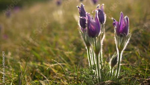 backlit pasqueflowers, purple spring wildflowers showing hairs on stem in sunshine photo