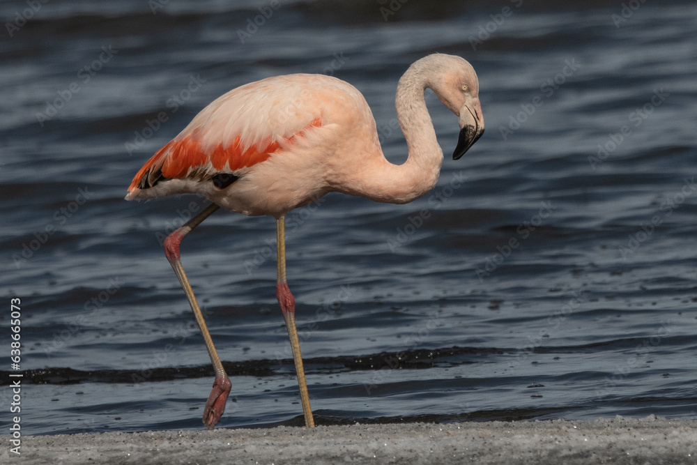 Flamingo walking in the salty lagoon