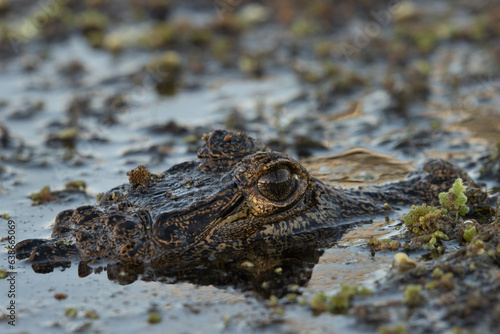 Portrait of an alligator in the wetland