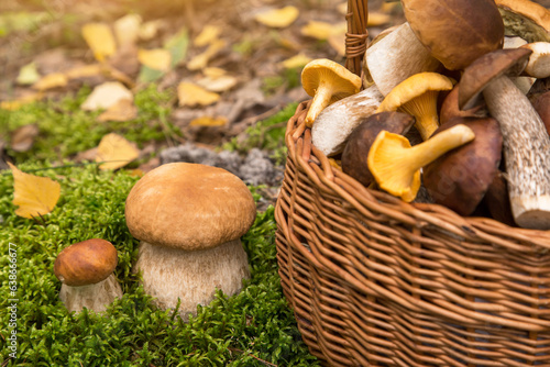 Porcini boletus wild mushroom growing in forest in sunlight close-up. Picking mushrooms in basket