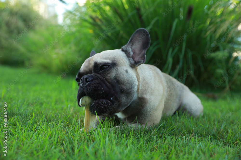 Cute French bulldog gnawing bone treat on green grass outdoors. Lovely pet Cute French bulldog gnawing bone treat on green grass outdoors. Lovely pet