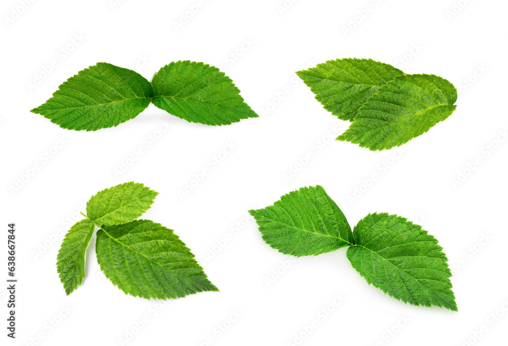 Set with green raspberry leaves isolated on white Set with green raspberry leaves isolated on white