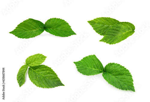 Set with green raspberry leaves isolated on white