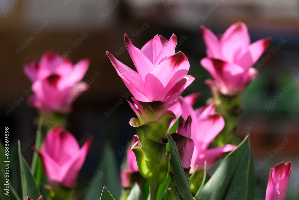 Blooming Turmeric or Siamese Tulip (Latin - Curcuma alismatifolia) Blooming Turmeric or Siamese Tulip (Latin - Curcuma alismatifolia)