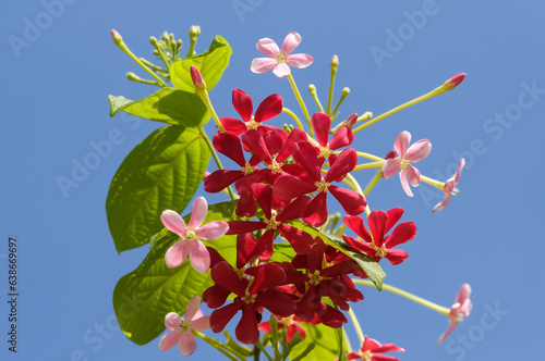 Combretum indicum (lat. - Combretum indicum) or Quisqualis indicum photo