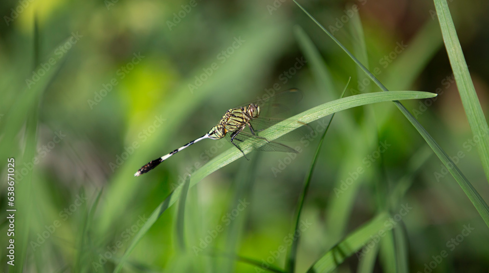 Dragonfly on a wooden fence in the garden, closeup of photo
