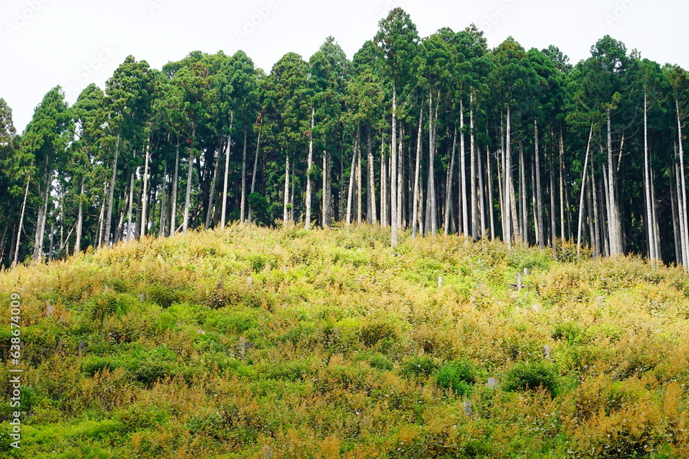 Obraz premium 京都 貴船 夏山と木の背景