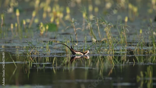 Queen of Wetland Pheasant tailed Jacana in Water lily pond in moon soon Season photo