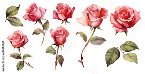 set red rose, beautiful flower on an isolated white background, watercolor vector illustration, botanical painting
