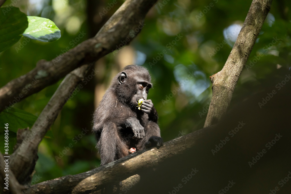Obraz premium Celebes crested macaque, Macaca nigra, in Tangkoko Natural Park, Sulawesi Island, Indonesia