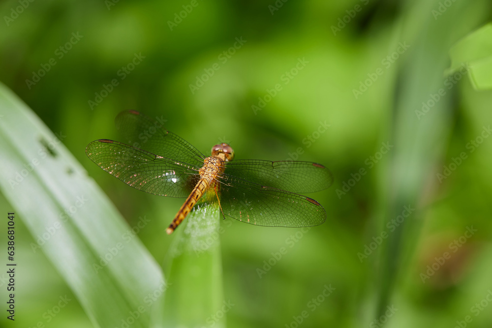 Close-up view of dragonfly perching on green leaves
Close-up view of dragonfly perching on green leaves