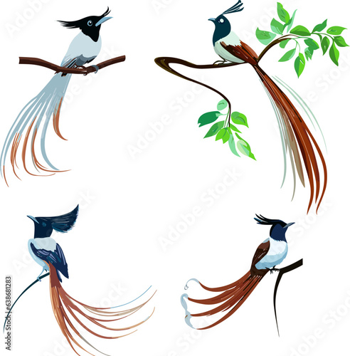 Indian paradise flycatcher bird vector illustration 