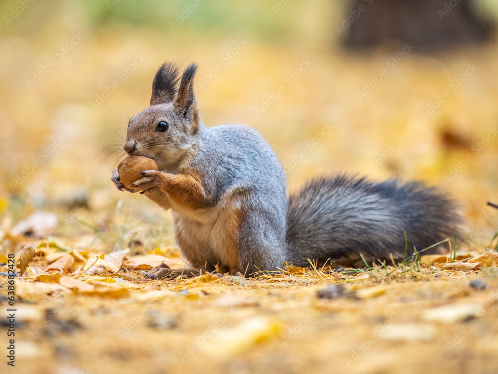 Autumn squirrel with nut sits on green grass with fallen yellow leaves Autumn squirrel with nut sits on green grass with fallen yellow leaves