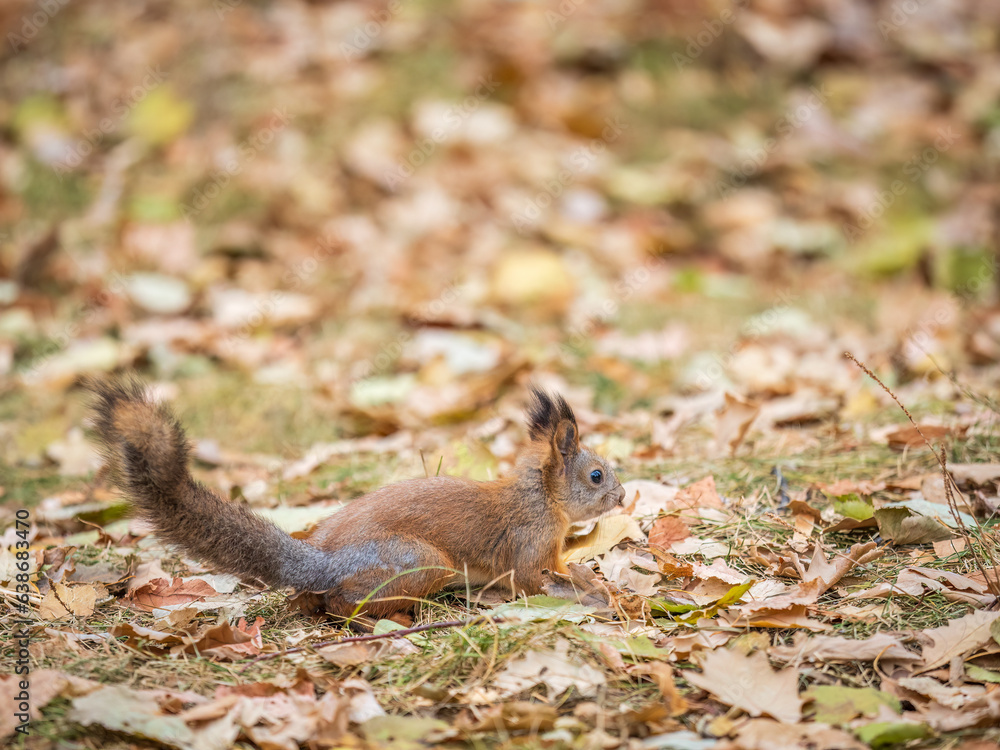Autumn squirrel with nut sits on green grass with fallen yellow leaves Autumn squirrel with nut sits on green grass with fallen yellow leaves
