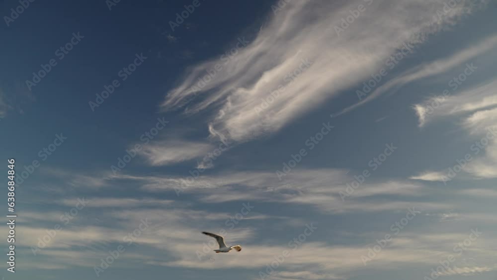 Flock of seagulls flying high in background of blue and white sky. Flock of seagulls flying high in background of blue and white sky.
