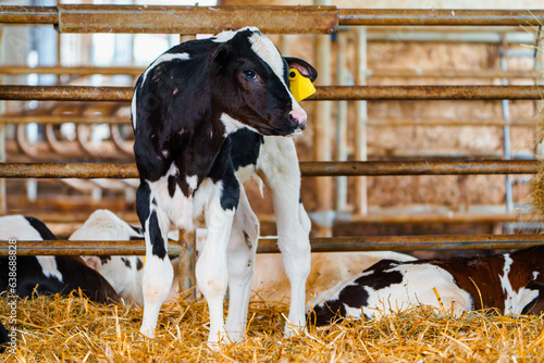 Fotografie, Tablou Close cute young calf lies in straw