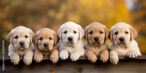 Generative AI : Five Labrador Retriever Puppies, isolated on white background