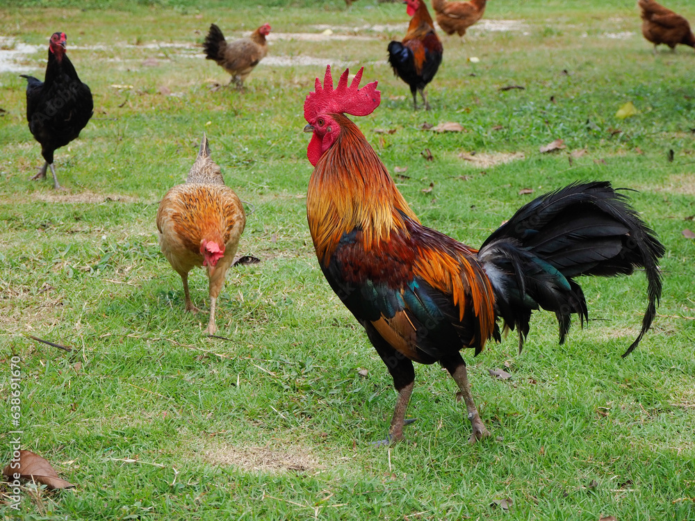 Fototapeta premium Male bantams walk, exercise and forage on the grass. standing on the lawn.