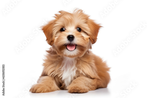 a cute happy reddish havanese puppy dog sitting isolated on white background. 