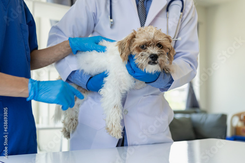 Young Asian veterinarian sits examining cute Shih Tzu dog with stethoscope in veterinary clinic, concept of health care and medicine for pets. A cute little dog examined at the veterinarian. In the cl