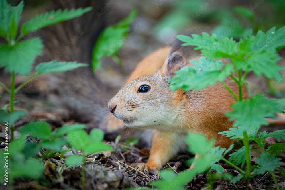 Close-up portrait of a squirrel in a summer forest Close-up portrait of a squirrel in a summer forest