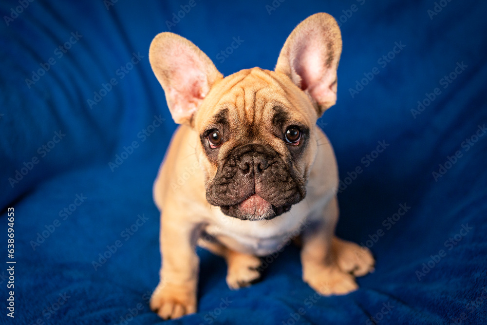 Funny french bulldog puppy portrait on a blue background.