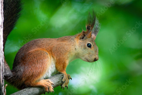 Close-up portrait of a squirrel in a summer forest © Andrey
