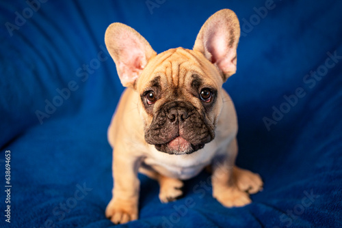 Funny french bulldog puppy portrait on a blue background. © Andrey