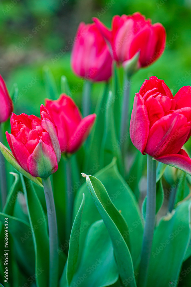 Naklejka premium nice tulips in the garden
