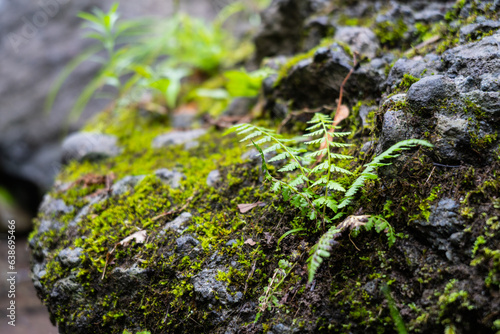 fresh young fern leaves grow on a stone in the forest surrounded by moss. Fern (Blechnum spicant) on the rock with moss. Ferns and moss grow on the stone. Selective focus. photo