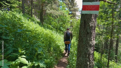 The camera follows a walker along a forest path in the mountains. There are signs on the trees indicating the route. View from behind. Pine forest. Active holiday in nature photo