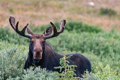 701-110 Moose Attention photo