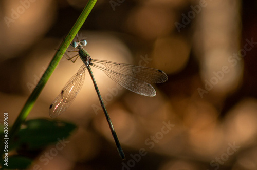 Libélula pousada no galho photo