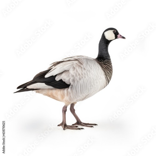 Barnacle goose bird isolated on white. Generative AI