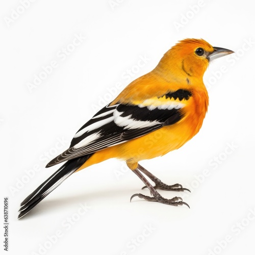 Bullocks oriole bird isolated on white. Generative AI