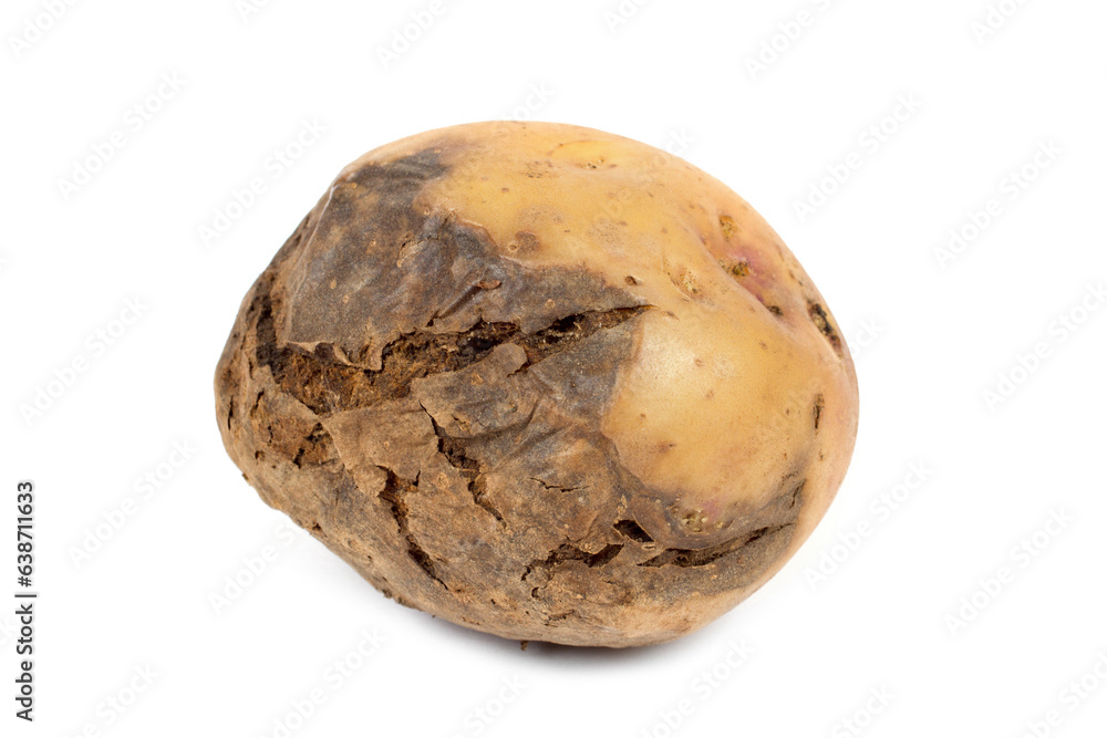Rotten potato tuber on a white background. Potato disease. Rotten potato tuber on a white background. Potato disease.