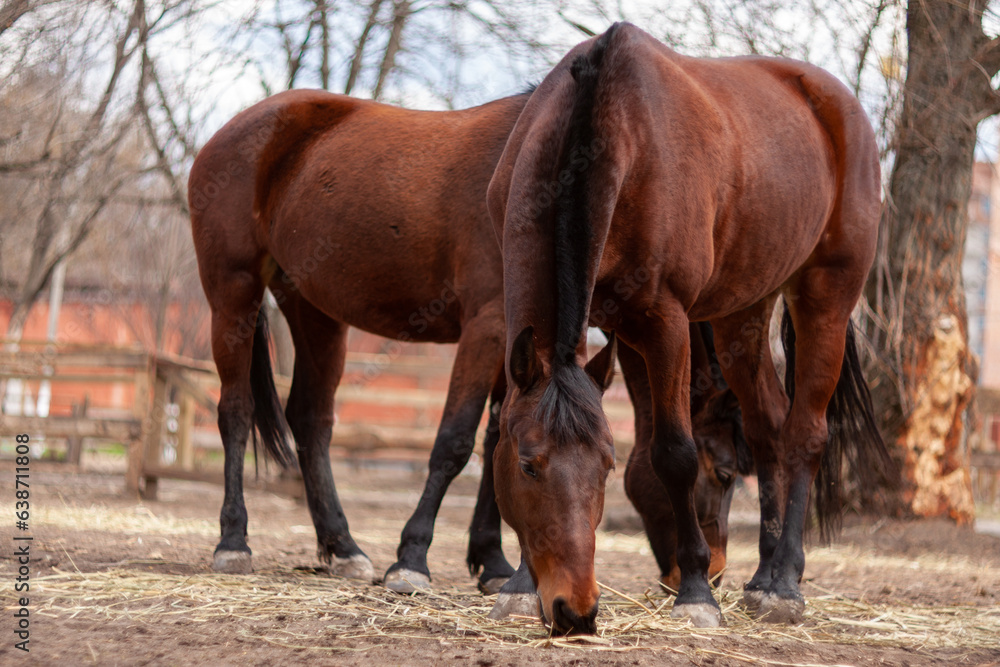 Obraz premium Brown Horse outdoors