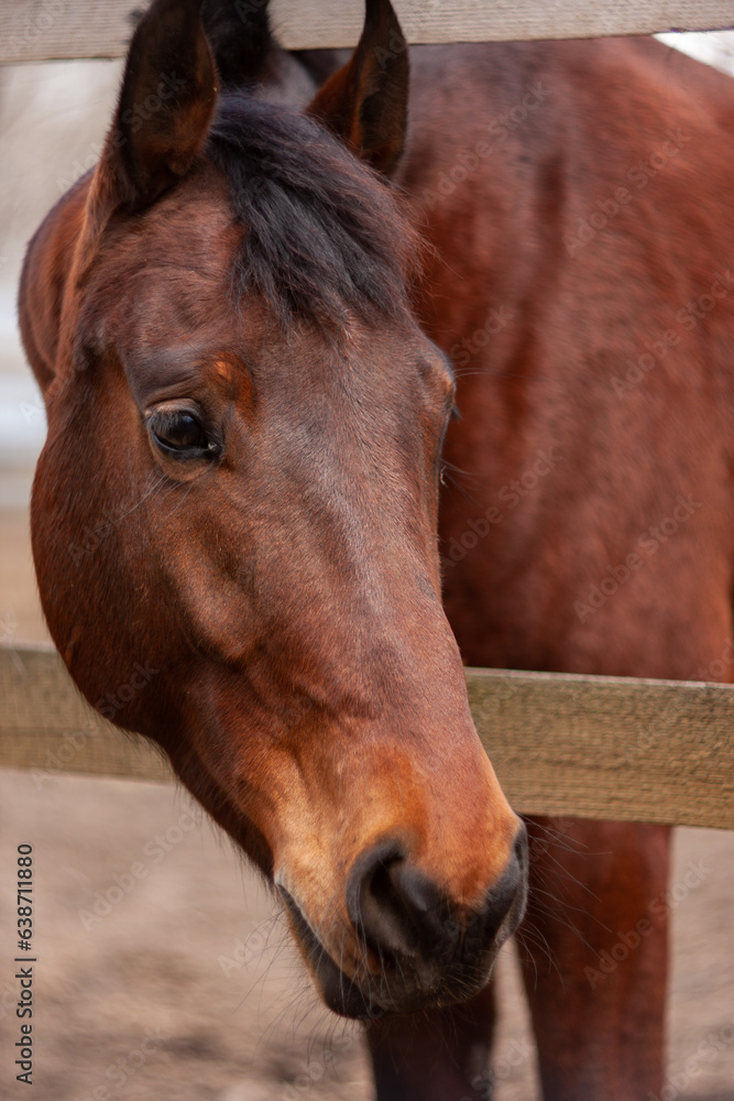 Fototapeta premium brown horse portrait