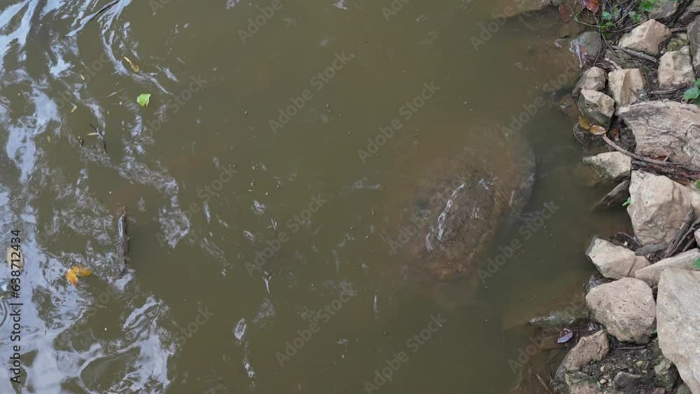 Soft shlled turtle or snapping turtle swimming in the pond. Soft shlled turtle or snapping turtle swimming in the pond.