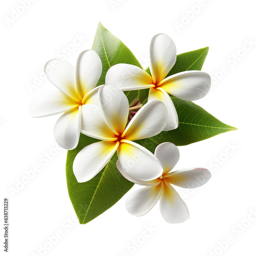 Beautiful Plumeria, high quality, isolated on a white background