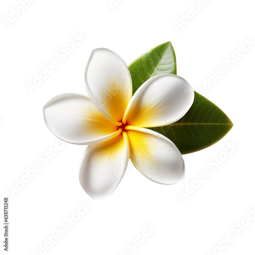 Beautiful Plumeria, high quality, isolated on a white background