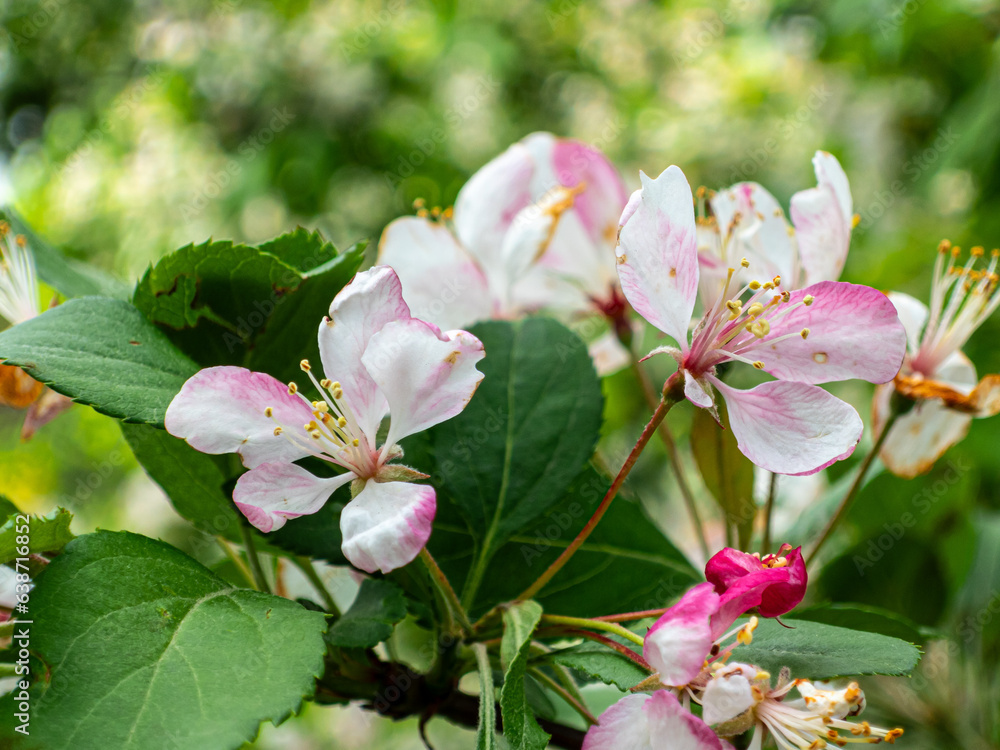 Spring blooming flowers in a garden Spring blooming flowers in a garden