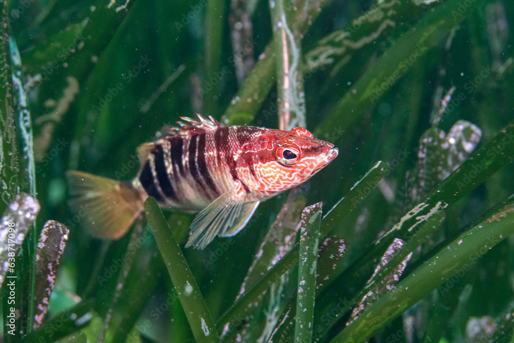 Obraz premium Posidonia oceanica y sus habitantes