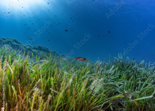 Posidonia oceanica y sus habitantes © Sampol
