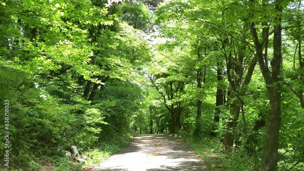 青葉の風薫る初夏の里山